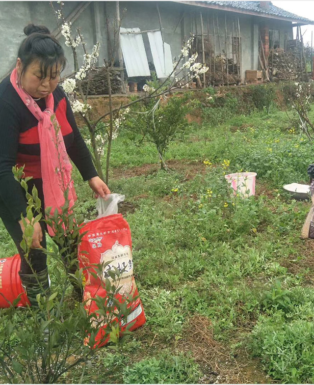 威极鲜一号种植户反馈