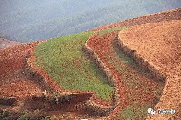 菌肥 生物菌肥 微生物菌肥