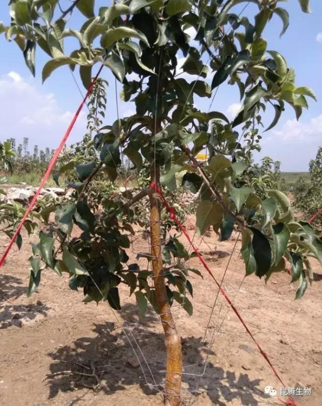 菌肥 生物菌肥 微生物菌肥