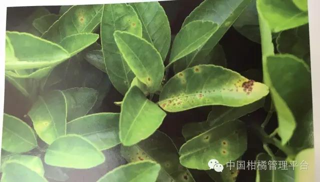 菌肥 生物菌肥 微生物菌肥