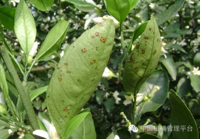 菌肥 生物菌肥 微生物菌肥