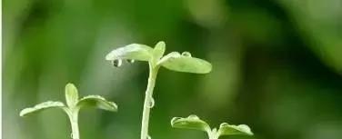 菌肥 生物菌肥 微生物菌肥