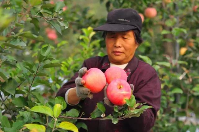 菌肥 微生物菌肥 微生物菌剂