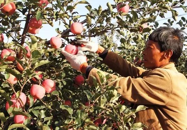 菌肥 微生物菌肥 微生物菌剂