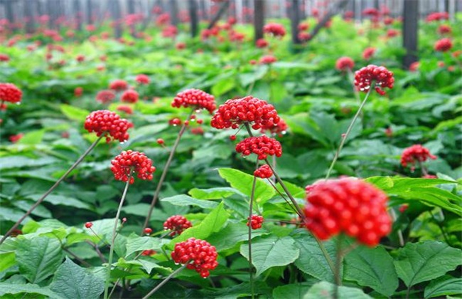 菌肥 微生物菌肥 微生物菌剂