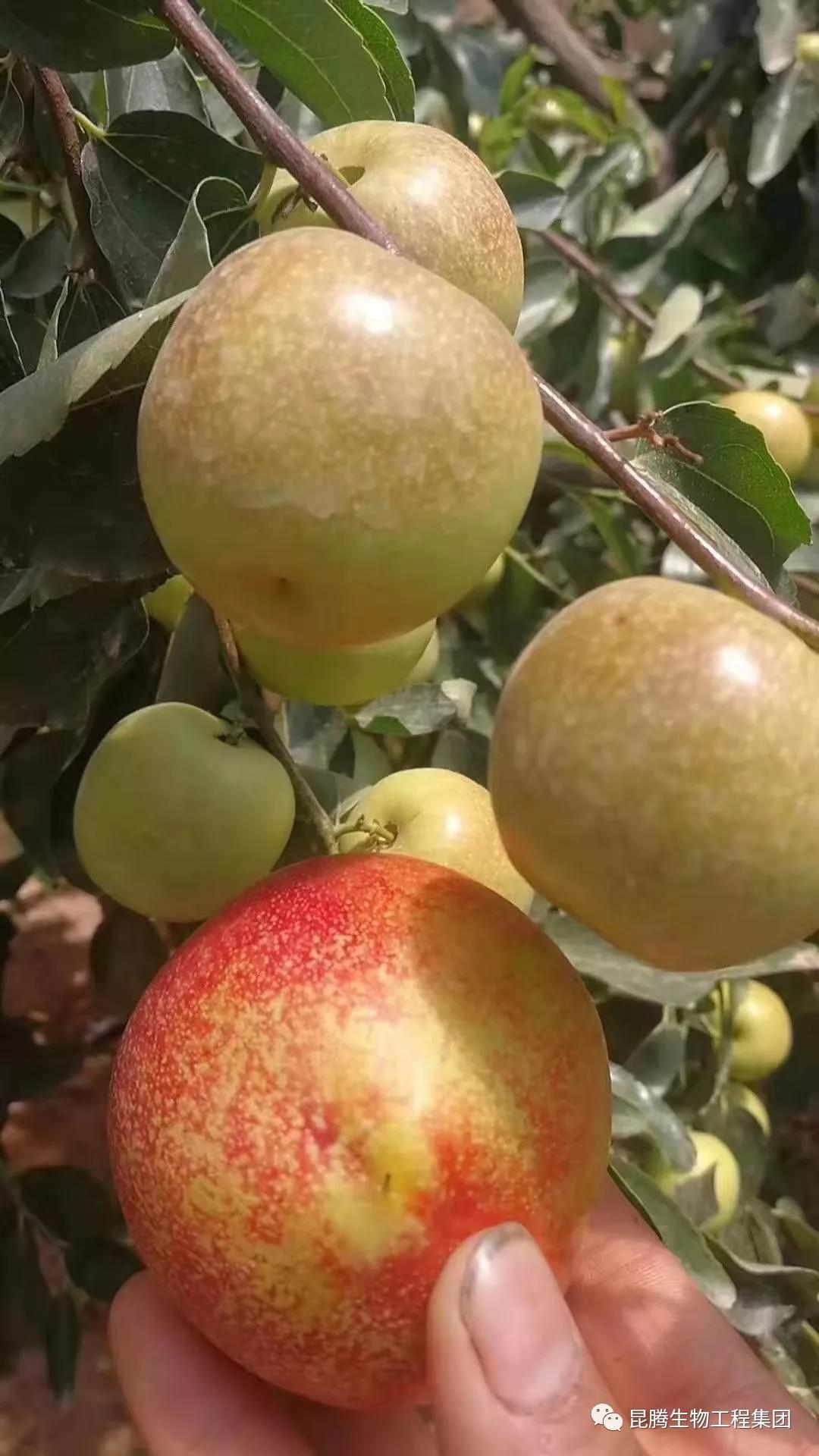 复合微生物菌剂厂家直销