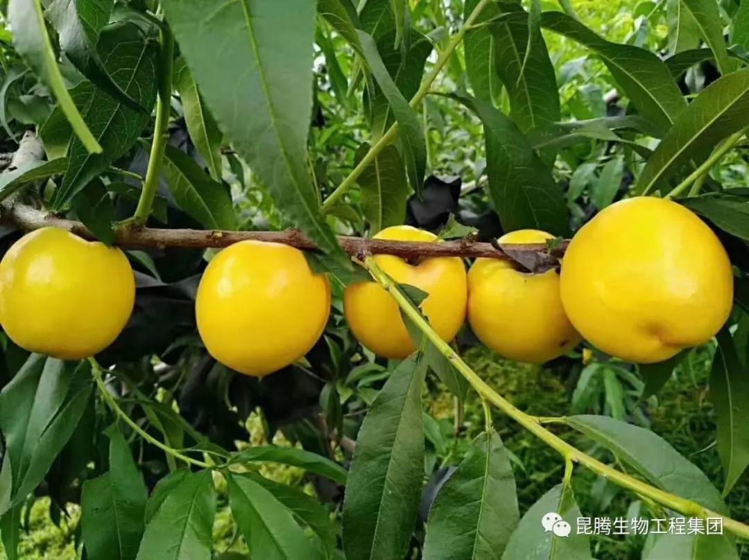 复合微生物菌剂功能性液体肥料专治线虫提质增产