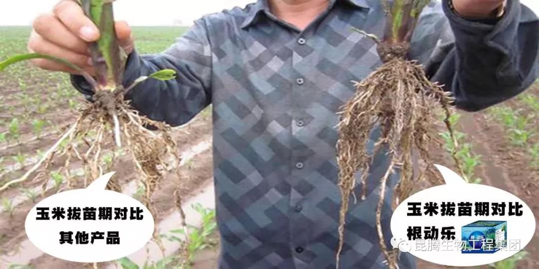 复合微生物菌剂厂家直销