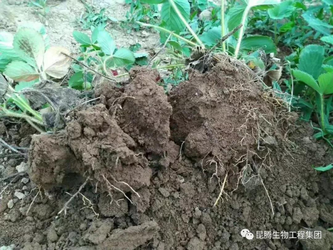 复合微生物菌剂使用效果和作用