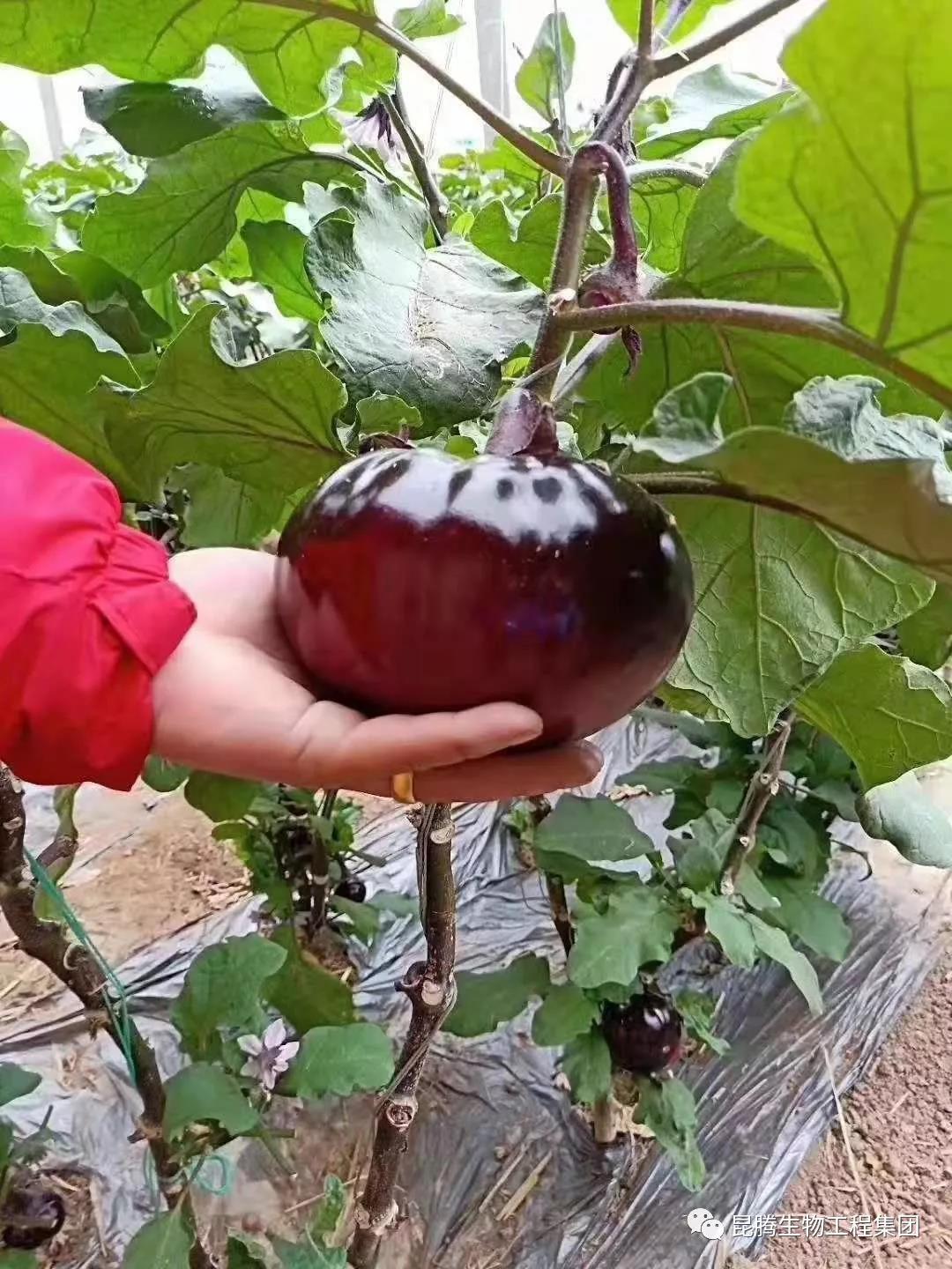 复合微生物菌剂水溶肥厂家直销