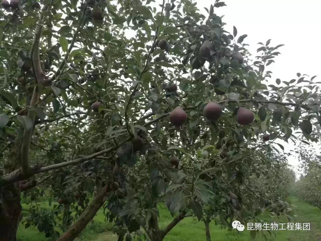 复合微生物菌剂水溶肥厂家直销