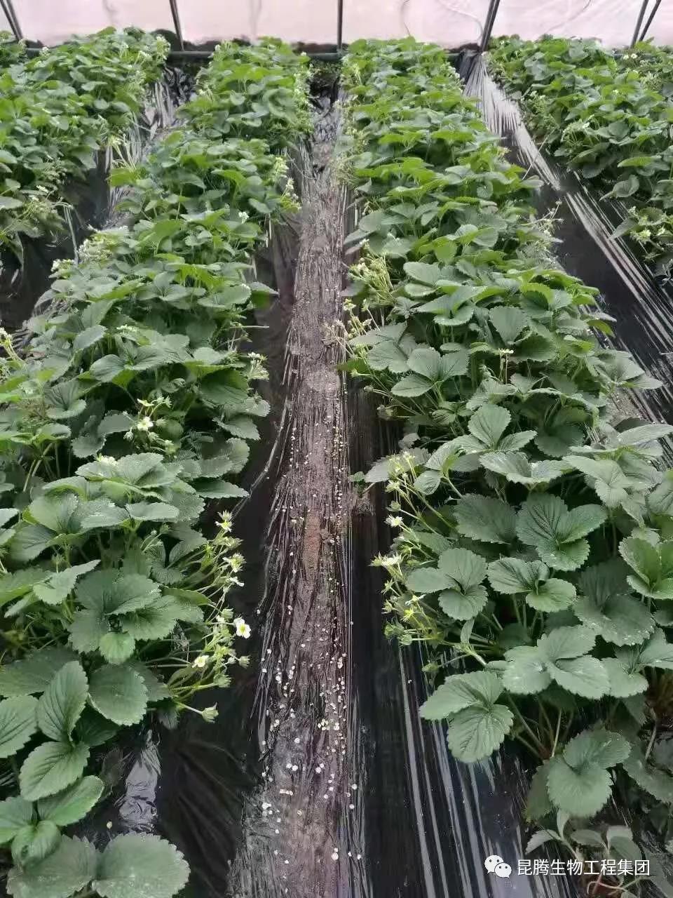 复合微生物菌剂水溶肥厂家直销