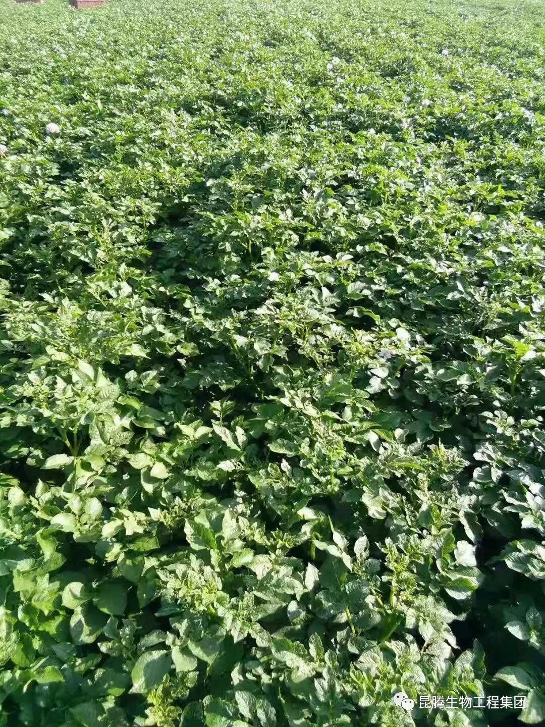 复合微生物菌剂水溶肥厂家直销