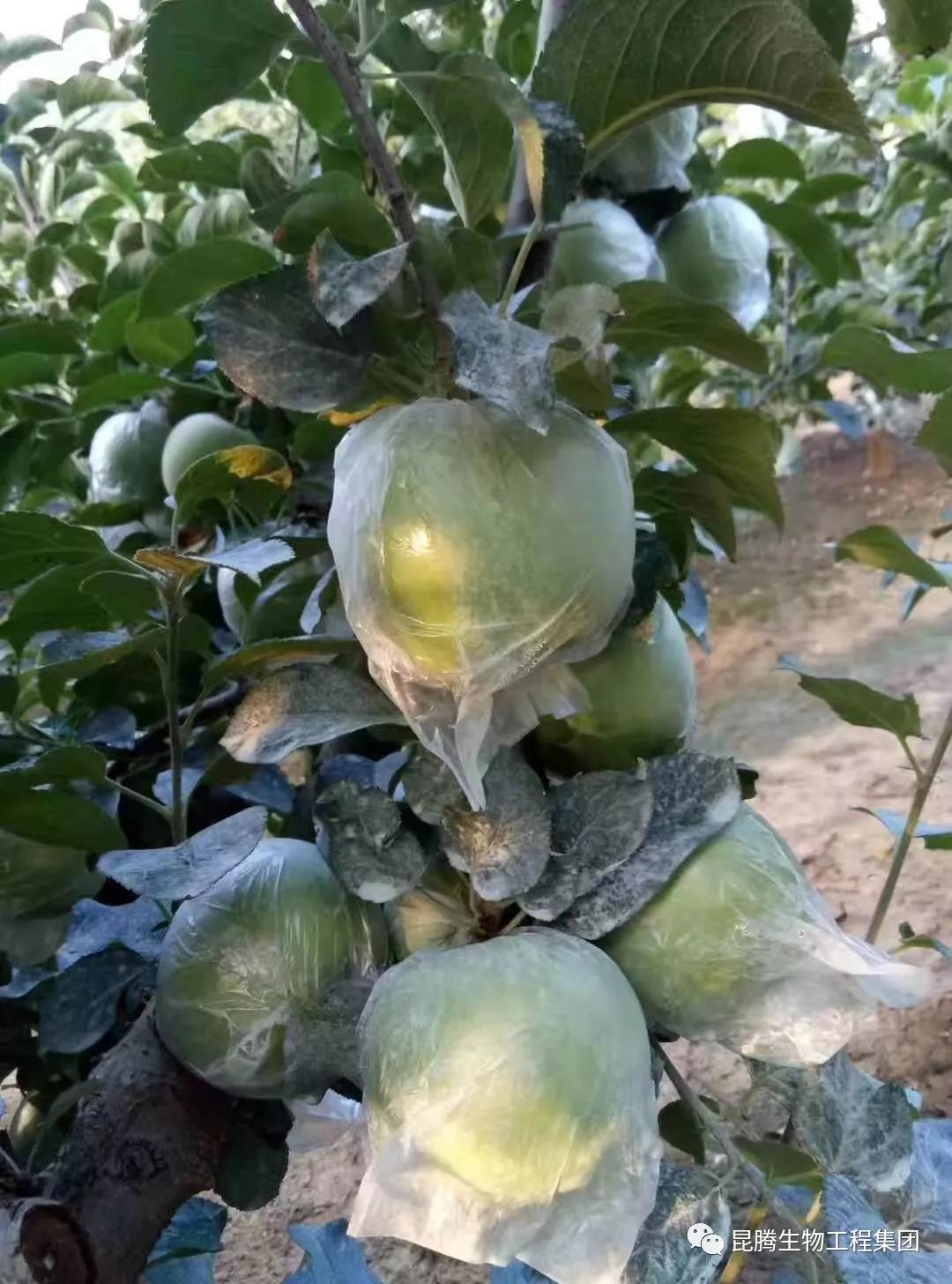 复合微生物菌剂水溶肥厂家直销