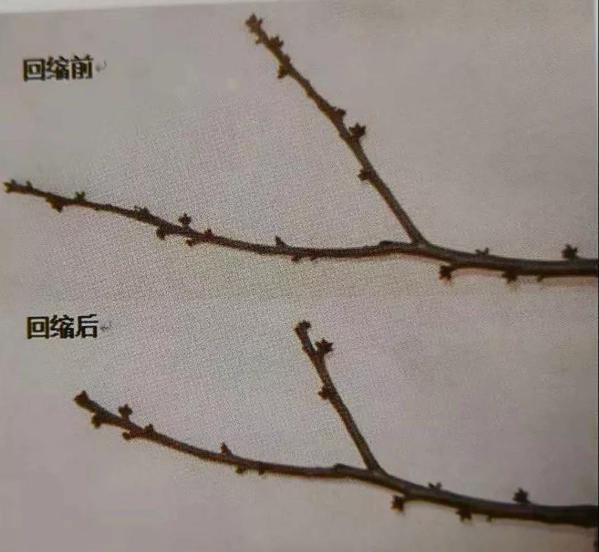 复合微生物菌剂厂家直销