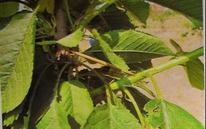 复合微生物菌剂厂家直销