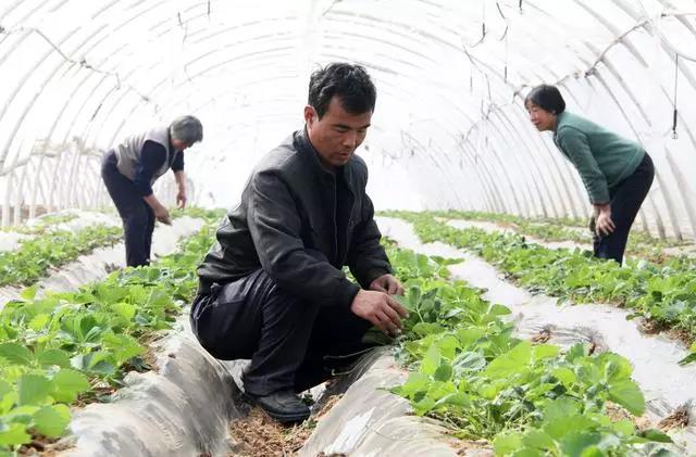 复合微生物菌肥厂家直销