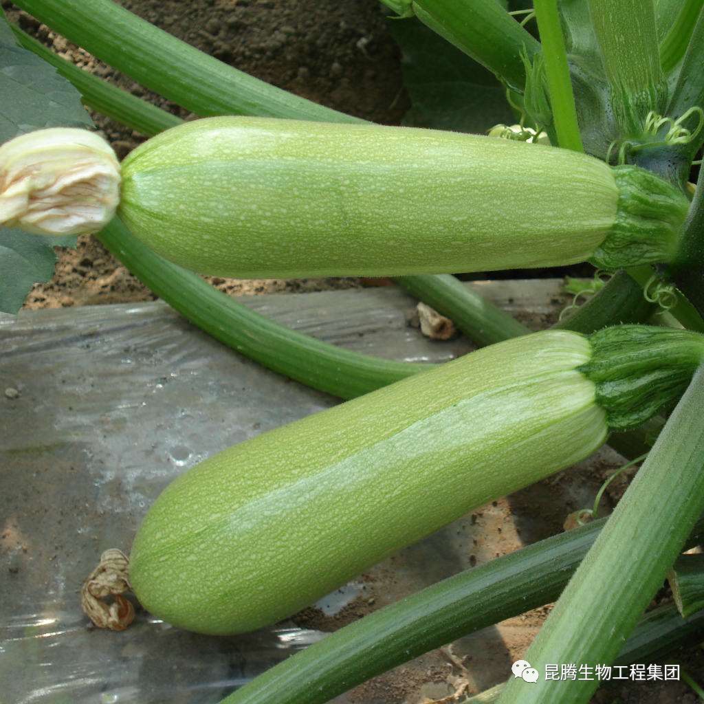 复合微生物菌肥厂家直销