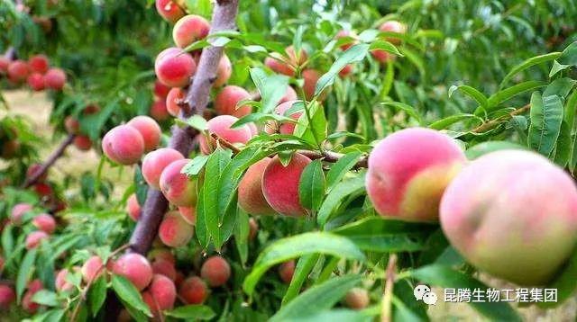 复合微生物菌剂厂家直销